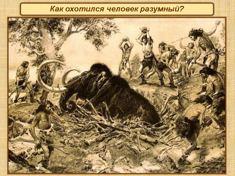 Как охотился человек разумный?